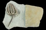 Crinoid (Agaricocrinus) and Sponge Fossil - Crawfordsville #122984-1